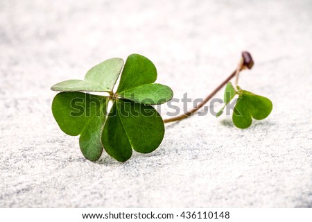 Clovers leaves  on Stone .The symbolic of  Four Leaf Clover the first is for faith, the second is for hope, the third is for love, and the fourth is for luck. Clover and shamrocks is symbolic dreams .
