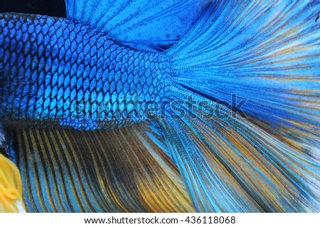 A close up of Siamese fighting fish