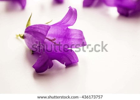 Flowers LILAC BELLS on white background. Selective focus 