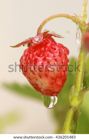  macro view of strawberry with drops of water