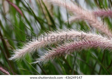 soft focus of grass