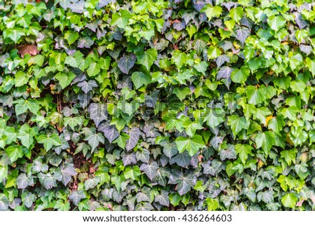excellent green leaf vegetation background with orange red leafs in between. scenic, natural candid, strong rich color impressive nature experience relief