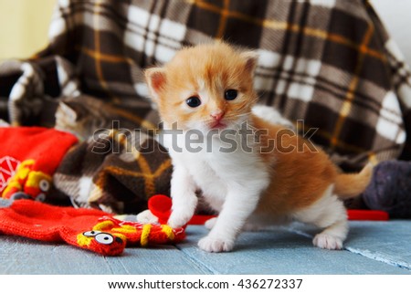 Kitten and mittens. Ginger orange newborn kitten near a plaid blanket. Sweet adorable tiny kitten on a serenity blue wood background play with mitten. Funny kitten crawling and meowing