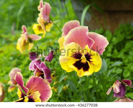 Garden pansy on flower bed, closeup, shallow depth of field