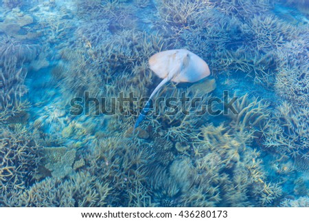 Manta swims between corals. Blurred picture. Reef on Ari Atoll. Maldives.