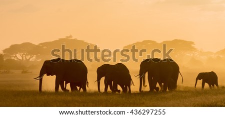 It is pictures silhouettes of African elephants at sunset. It is an excellent illustration in the soft light.