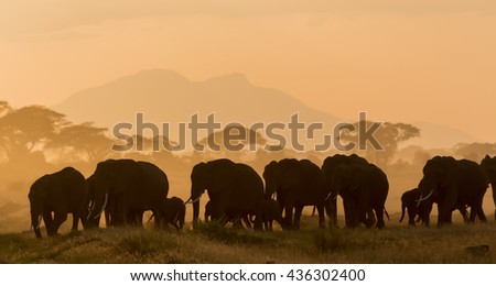 It is pictures silhouettes of African elephants at sunset. It is an excellent illustration in the soft light.