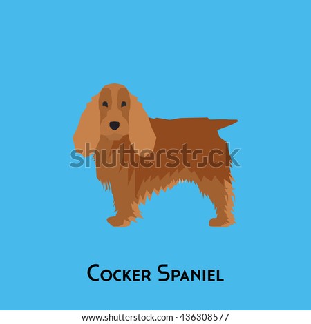 Isolated cocker spaniel on a blue background