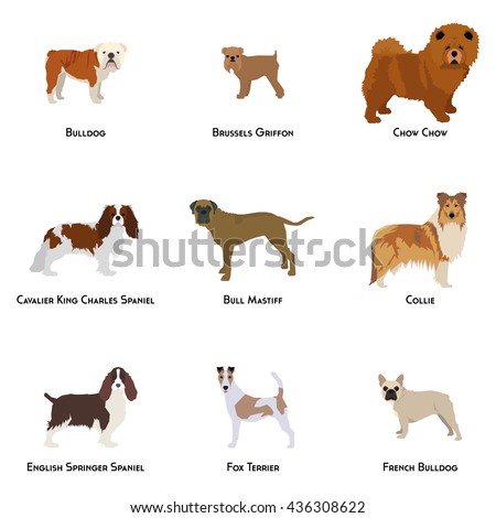 Set of different dog breeds on a white background