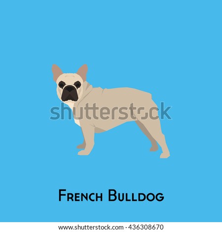Isolated french bulldog on a blue background