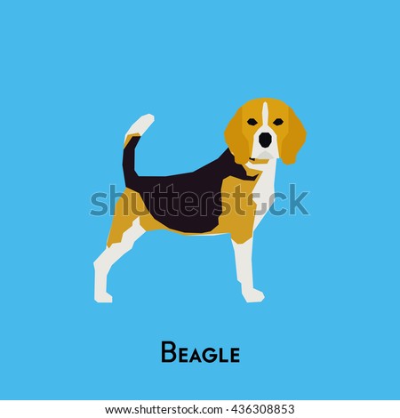 Isolated cute Beagle on a blue background