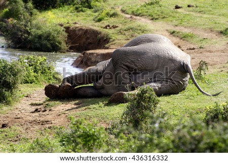 A rare photo of an African elephant resting or sleeping near a watering hole. He got up after a short rest. Taken on safari in South Africa.