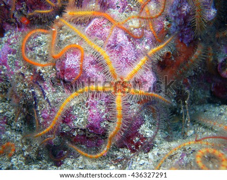 Orange and yellow Spiny Brittle Star found off of central California's Channel Islands. Royalty-Free Stock Photo #436327291