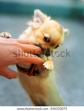 little charming adorable chihuahua puppy on blurred background. Attacking a persons hand. Eye contact