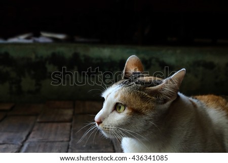 white and orange cat look to the right