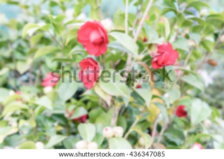 Defocused background of beautiful red camellia flowers inside a greenhouse. Intentionally blurred post production for bokeh effect