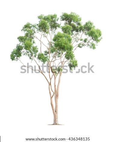 Green beautiful and tall eucalyptus tree isolated on white background Royalty-Free Stock Photo #436348135