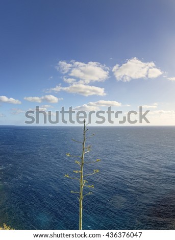 Photo of a blooming agave plant against sea and blue sky with clouds