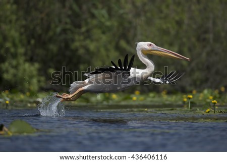 
The great white pelican (Pelecanus onocrotalus)

