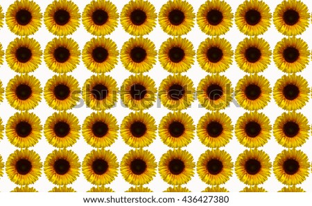 Pattern sunflower on row have yellow background 