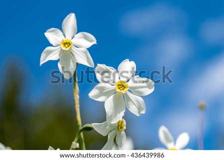 Close view on the narcissus flower in summer time