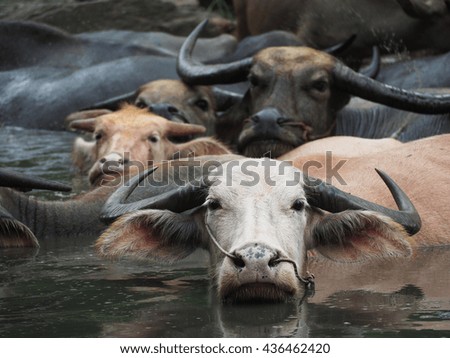 albino water buffalo