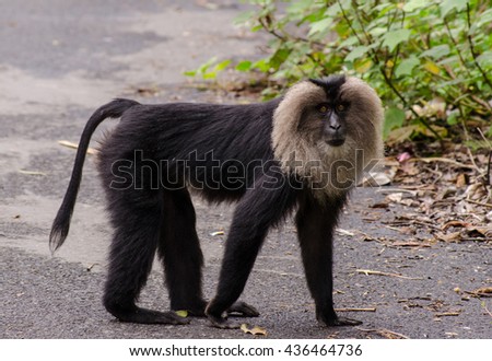 Endangered species lion-tailed macaque, macaca silenus, environment viewing and walking on a road wildlife