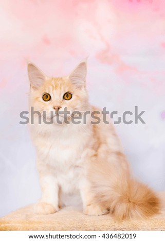 Light Orange Maine Coon Kitten Sitting On Cathouse Small Cat