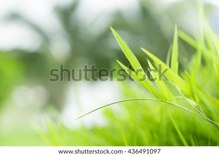 Green nature with copy space using as background or wallpaper.
