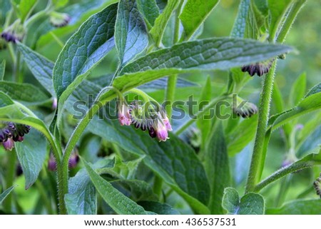 Beinwell herbal plant growing in europe Royalty-Free Stock Photo #436537531