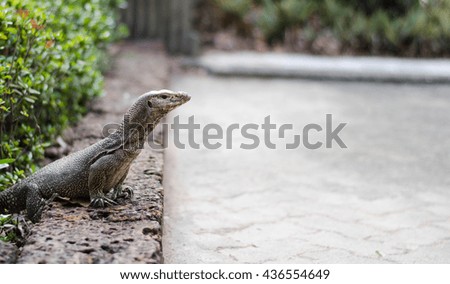  Monitor lizard or Water lizard rests on stone
