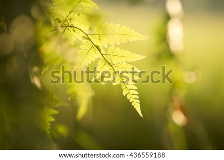 Blur image of green leaf with dramatic lighting at background, shallow DOF