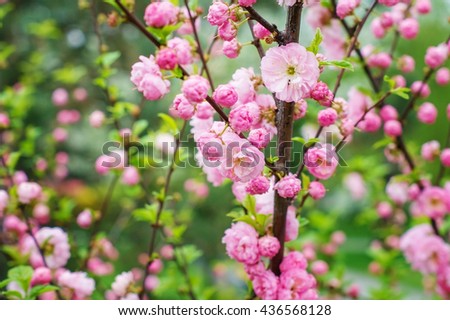 Flowering tree in spring. Branch with pink flowers