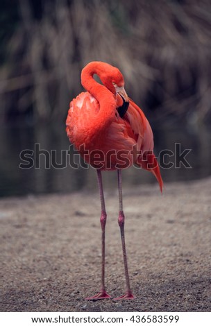 Flamingo in nature.