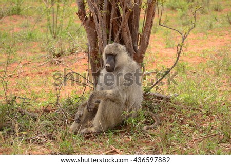 monkey sitting under the tree