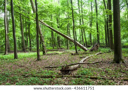 Uprooted Tree In A Forest