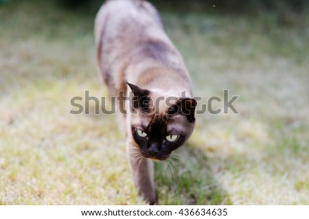 Brown Burmese cat in the garden on sunny day