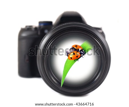 DSLR camera with ladybug on white background