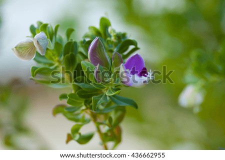 Macro image of purple flowers and green leaves