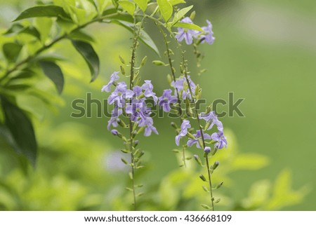 Bouquet Purple  flowers on blurred background.