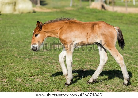 Little baby horse walking on green grass. Young bright brown  foal.
