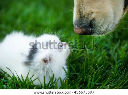 White Swiss Shepherd`s puppy sniffing kittens on green grass