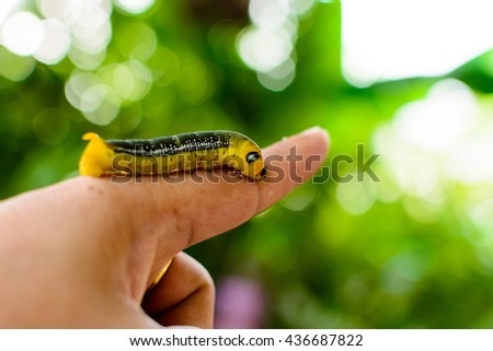 Big green caterpillar on hand planter