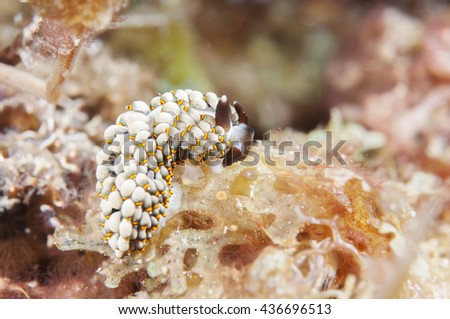 Sea Slug _ Cerberilla affinis Bergh