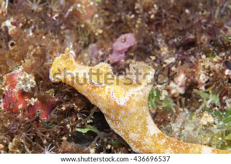 Sea Slug _ Ceratosoma gracillimum Bergh