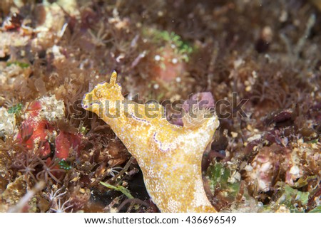 Sea Slug _ Ceratosoma gracillimum Bergh
