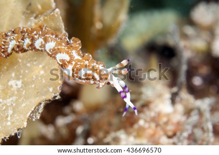 Sea Slug _ Pteraeolidia ianthina