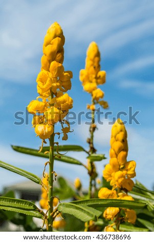 Yellow flowers with against blue cloudy sky, selective focus.