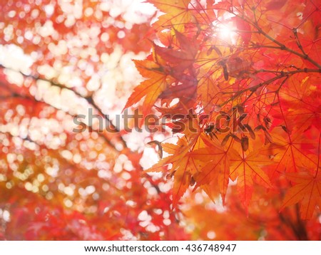 Blur and soft natural autumn leave for background