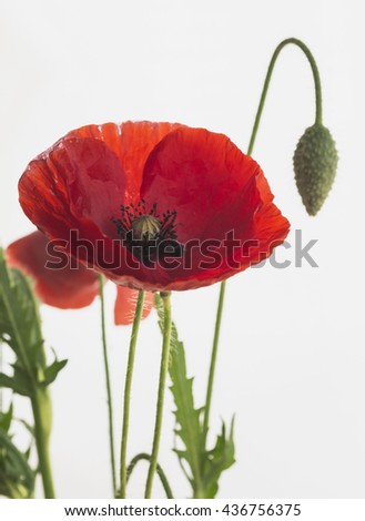 Beautiful blooming poppy. Selective focus
